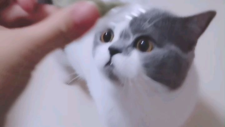 麻园吃猫薄荷跟…似的